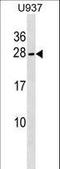 NFKB Inhibitor Interacting Ras Like 2 antibody, LS-C164890, Lifespan Biosciences, Western Blot image 