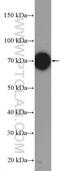 UBE3C antibody, 12333-1-AP, Proteintech Group, Western Blot image 