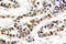 CAMP Responsive Element Binding Protein 1 antibody, LS-C178047, Lifespan Biosciences, Immunohistochemistry frozen image 
