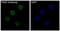 Paired Box 5 antibody, M00669, Boster Biological Technology, Immunofluorescence image 