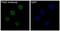 Paired box protein Pax-5 antibody, M00669, Boster Biological Technology, Immunofluorescence image 