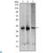 Mitogen-Activated Protein Kinase Kinase 6 antibody, LS-C812698, Lifespan Biosciences, Western Blot image 