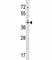 Transcription factor SOX-7 antibody, F45546-0.4ML, NSJ Bioreagents, Western Blot image 