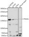 Phosphorylase Kinase Regulatory Subunit Alpha 1 antibody, 16-188, ProSci, Western Blot image 