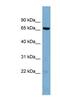 Heterochromatin Protein 1 Binding Protein 3 antibody, NBP1-55329, Novus Biologicals, Western Blot image 