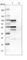 SH3 Domain Containing Kinase Binding Protein 1 antibody, HPA003351, Atlas Antibodies, Western Blot image 