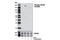 TBC1 Domain Family Member 4 antibody, 8730S, Cell Signaling Technology, Western Blot image 