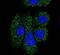 Plasma protease C1 inhibitor antibody, PA5-13627, Invitrogen Antibodies, Immunofluorescence image 