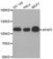 Actin Filament Associated Protein 1 antibody, abx002502, Abbexa, Western Blot image 