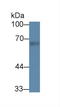 Rhotekin antibody, LS-C374655, Lifespan Biosciences, Western Blot image 