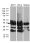 WD Repeat Domain 92 antibody, LS-C794981, Lifespan Biosciences, Western Blot image 