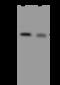SHANK Associated RH Domain Interactor antibody, 200757-T34, Sino Biological, Western Blot image 