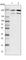 GTPase Activating Protein And VPS9 Domains 1 antibody, HPA029386, Atlas Antibodies, Western Blot image 