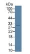 Aurora Kinase C antibody, LS-C374421, Lifespan Biosciences, Western Blot image 