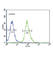 Tryptophan Hydroxylase 2 antibody, abx034260, Abbexa, Western Blot image 