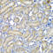 Programmed Cell Death 6 antibody, LS-B15517, Lifespan Biosciences, Immunohistochemistry frozen image 