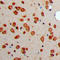 Somatostatin antibody, LS-C352882, Lifespan Biosciences, Immunohistochemistry frozen image 