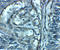 Solute Carrier Family 29 Member 2 antibody, A04718, Boster Biological Technology, Immunohistochemistry frozen image 