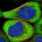 Copine 5 antibody, NBP1-84406, Novus Biologicals, Immunofluorescence image 