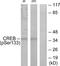 CAMP Responsive Element Binding Protein 1 antibody, TA313687, Origene, Western Blot image 