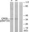 Cyclic AMP-responsive element-binding protein 1 antibody, TA313687, Origene, Western Blot image 