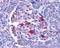 Endonuclease G antibody, LS-C8, Lifespan Biosciences, Immunohistochemistry frozen image 