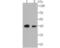 Alpha-Methylacyl-CoA Racemase antibody, NBP2-75408, Novus Biologicals, Western Blot image 