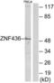 Zinc Finger Protein 436 antibody, LS-C119250, Lifespan Biosciences, Western Blot image 
