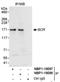 BCR Activator Of RhoGEF And GTPase antibody, NBP1-19097, Novus Biologicals, Western Blot image 