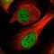 Centromere protein F antibody, HPA052382, Atlas Antibodies, Immunofluorescence image 