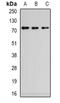 Zinc Finger CW-Type And PWWP Domain Containing 1 antibody, orb341323, Biorbyt, Western Blot image 