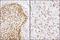 Matrin 3 antibody, NB100-1559, Novus Biologicals, Immunohistochemistry frozen image 