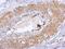 Dystrobrevin Beta antibody, NBP2-16246, Novus Biologicals, Immunohistochemistry paraffin image 