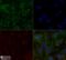 Apolipoprotein E antibody, NBP1-49529, Novus Biologicals, Immunocytochemistry image 