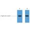 FLAG antibody, LS-C387463, Lifespan Biosciences, Western Blot image 