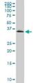 Glycogenin 1 antibody, H00002992-M07, Novus Biologicals, Western Blot image 