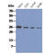 Calcyclin Binding Protein antibody, GTX57600, GeneTex, Western Blot image 