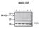 MAD2L1 Binding Protein antibody, NBP1-79887, Novus Biologicals, Western Blot image 