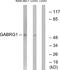 Gamma-Aminobutyric Acid Type A Receptor Gamma1 Subunit antibody, A30689, Boster Biological Technology, Western Blot image 