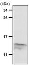 Macrophage Migration Inhibitory Factor antibody, PA5-27343, Invitrogen Antibodies, Western Blot image 