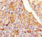 Testis Expressed 13A antibody, LS-C398578, Lifespan Biosciences, Immunohistochemistry paraffin image 