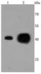 ATP Synthase F1 Subunit Alpha antibody, A32267-1, Boster Biological Technology, Western Blot image 