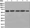 Stress Induced Phosphoprotein 1 antibody, ab126724, Abcam, Western Blot image 