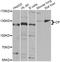 Ceruloplasmin antibody, STJ29972, St John