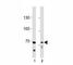 Toll Like Receptor Adaptor Molecule 1 antibody, F52327-0.4ML, NSJ Bioreagents, Western Blot image 