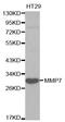Matrix Metallopeptidase 7 antibody, A0695, ABclonal Technology, Western Blot image 