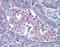 Unr antibody, orb85379, Biorbyt, Immunohistochemistry paraffin image 