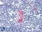 CD1d Molecule antibody, LS-B4039, Lifespan Biosciences, Immunohistochemistry frozen image 