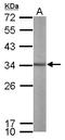Aly/REF Export Factor antibody, LS-C186335, Lifespan Biosciences, Western Blot image 