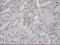 Interleukin 3 antibody, NBP1-47806, Novus Biologicals, Immunohistochemistry frozen image 